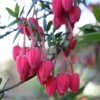 Crinodendron Hookerianum