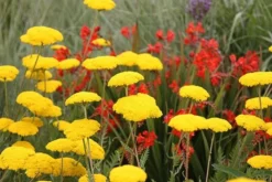 Crocosmia 'Lucifer' 9 Crocosmia 'Lucifer' -Cheap Plants Store pl0000001055 card3 lg