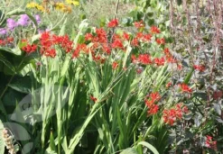 Crocosmia 'Lucifer' 10 Crocosmia 'Lucifer' -Cheap Plants Store pl0000001055 card4 lg