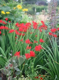 Crocosmia 'Lucifer' 11 Crocosmia 'Lucifer' -Cheap Plants Store pl0000001055 card5 lg