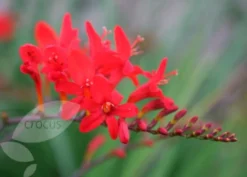 Crocosmia 'Lucifer' 12 Crocosmia 'Lucifer' -Cheap Plants Store pl0000001055 card6 lg