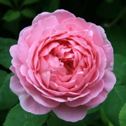 Rosa 'Constance Spry'