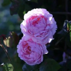 Rosa 'Constance Spry' -Cheap Plants Store pl0000001115 card3 lg