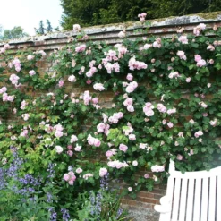 Rosa 'Constance Spry' -Cheap Plants Store pl0000001115 card4 lg