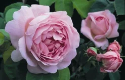 Rosa 'Constance Spry' -Cheap Plants Store pl0000001115 card5 lg