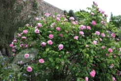 Rosa 'Constance Spry' -Cheap Plants Store pl0000001115 card6 lg