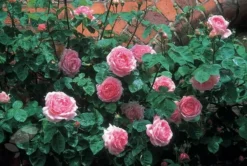 Rosa 'Constance Spry' -Cheap Plants Store pl0000001115 card7 lg