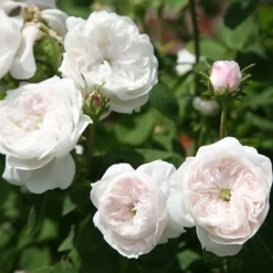 Rosa 'Madame Hardy' 5 Rosa 'Madame Hardy' -Cheap Plants Store pl0000001116 card3 lg