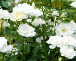 Rosa Kent ('Poulcov') (PBR) (Towne & Country Series) -Cheap Plants Store pl0000001131 card3 lg