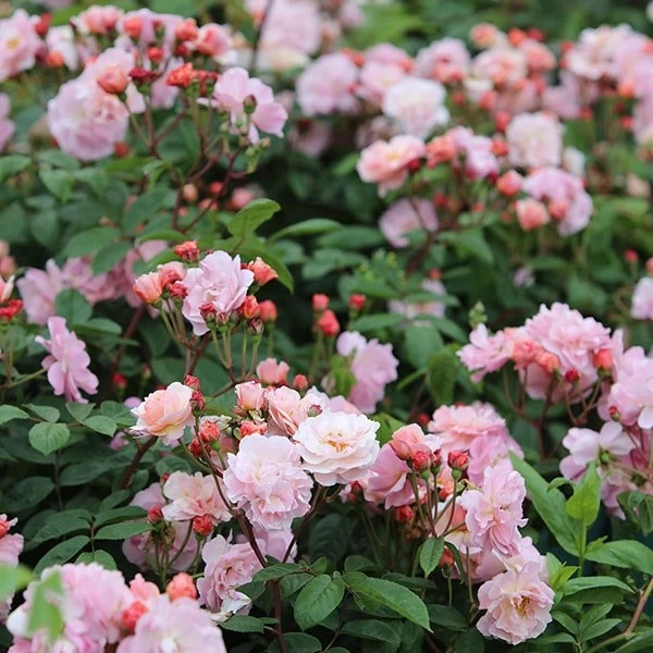 Rosa 'Cornelia' 2 Rosa 'Cornelia' - Image 2