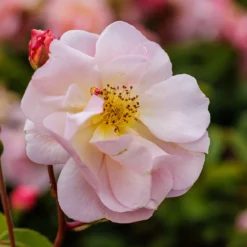 Rosa 'Cornelia' 5 Rosa 'Cornelia' -Cheap Plants Store pl0000001138 card4 lg