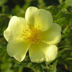 Rosa Xanthina 'Canary Bird' -Cheap Plants Store pl0000001158 card3 lg