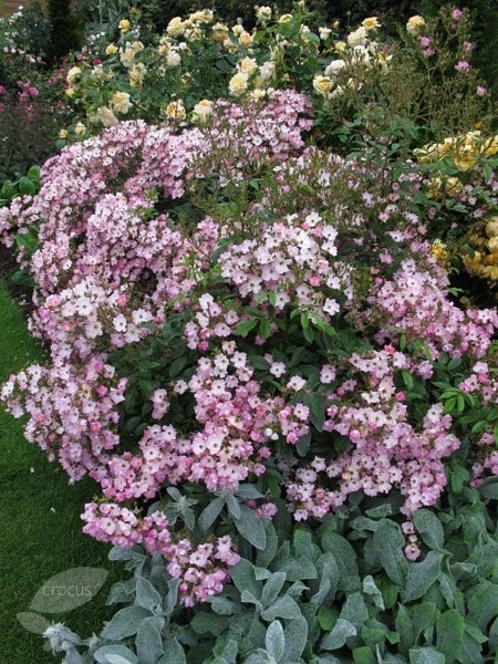 Rosa 'Ballerina' 2 Rosa 'Ballerina' - Image 2