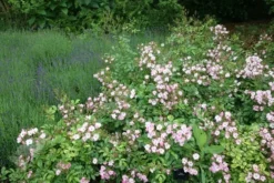 Rosa 'Ballerina' 7 Rosa 'Ballerina' -Cheap Plants Store pl0000001159 card3 lg