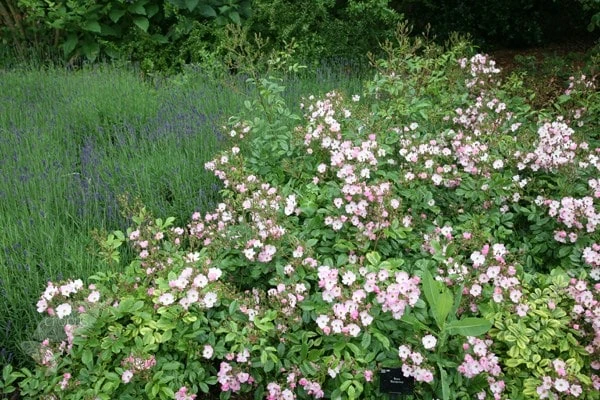 Rosa 'Ballerina' 3 Rosa 'Ballerina' - Image 3