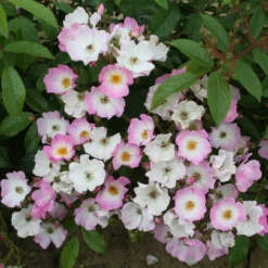 Rosa 'Ballerina' 8 Rosa 'Ballerina' -Cheap Plants Store pl0000001159 card4 lg