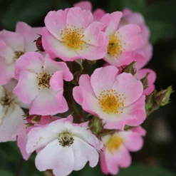 Rosa 'Ballerina' 9 Rosa 'Ballerina' -Cheap Plants Store pl0000001159 card5 lg scaled