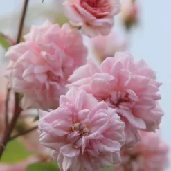 Rosa 'Climbing Cécile Brünner' -Cheap Plants Store pl0000001169 card5 lg