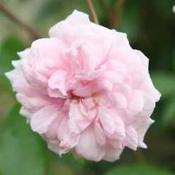Rosa 'Climbing Cécile Brünner' -Cheap Plants Store pl0000001169 card6 lg