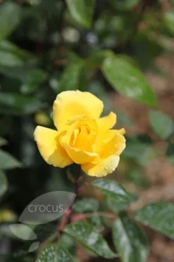 Rosa 'Golden Showers' 5 Rosa 'Golden Showers' -Cheap Plants Store pl0000001178 card3 lg