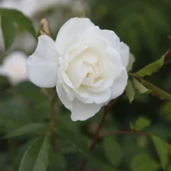 Rosa 'Climbing Iceberg'