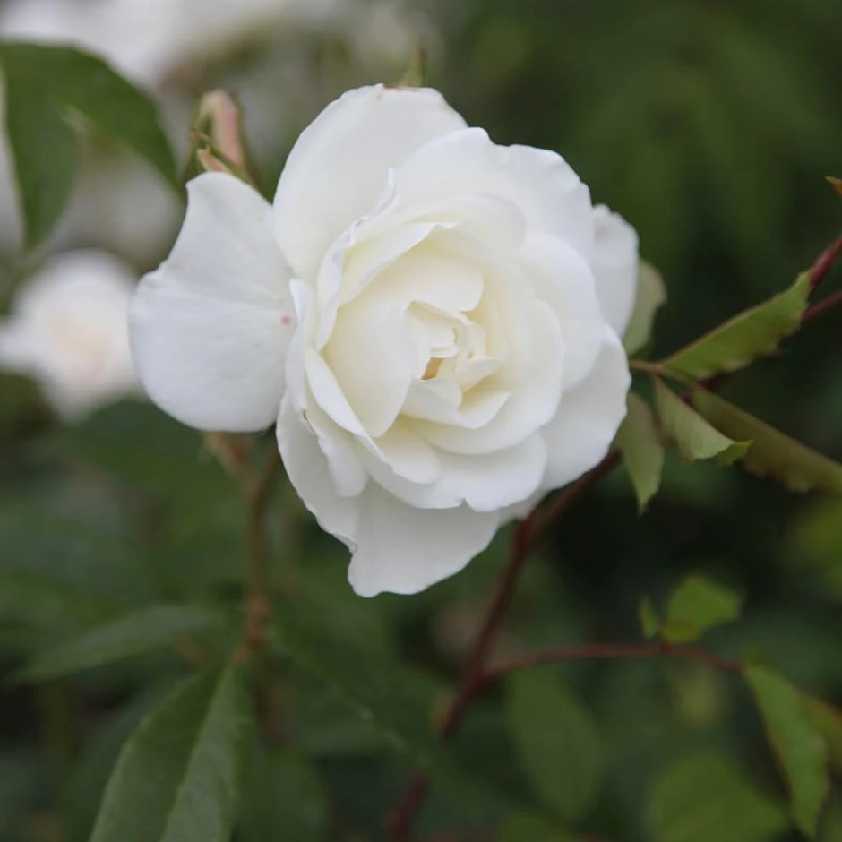 Rosa 'Climbing Iceberg' 1 Rosa 'Climbing Iceberg'