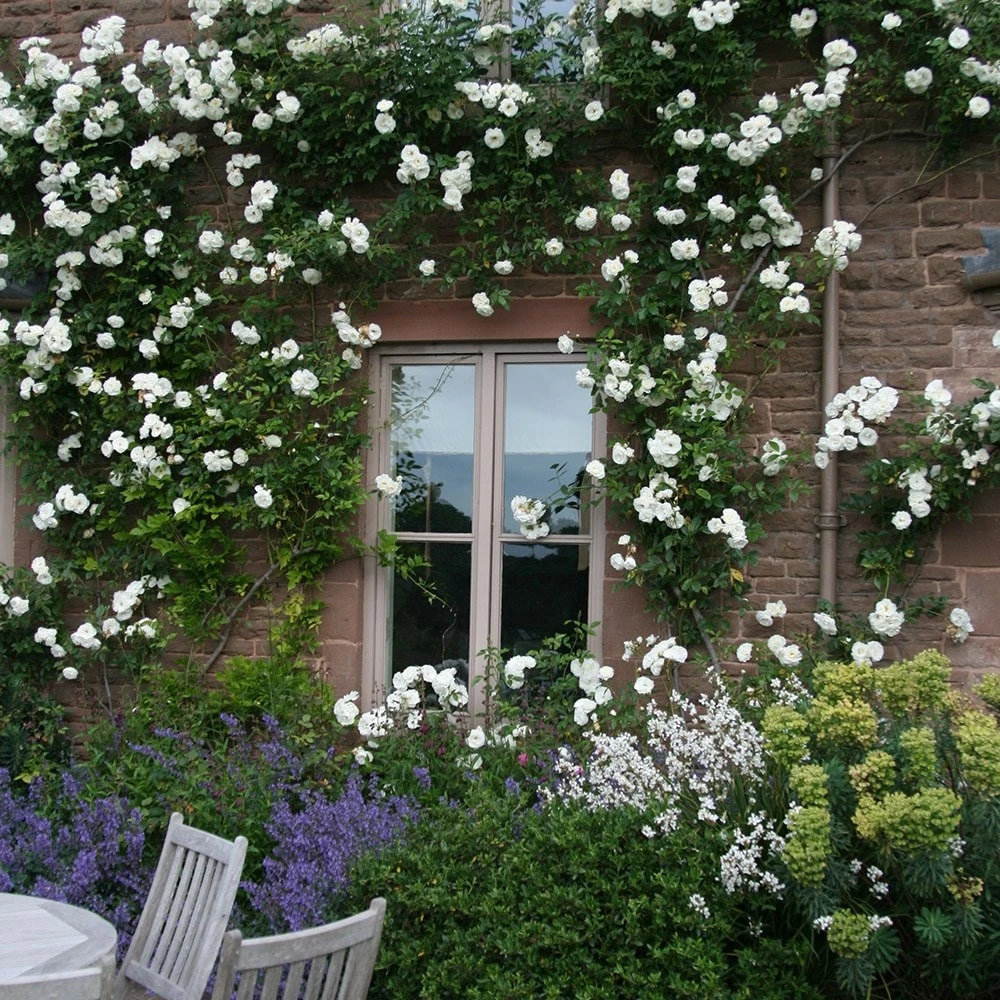 Rosa 'Climbing Iceberg' 2 Rosa 'Climbing Iceberg' - Image 2