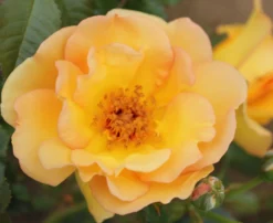 Rosa 'Maigold' -Cheap Plants Store pl0000001184 card4 lg scaled
