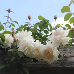 Rosa 'Madame Alfred Carrière' -Cheap Plants Store pl0000001186 card3 lg