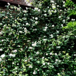 Rosa 'Madame Alfred Carrière' -Cheap Plants Store pl0000001186 card5 lg