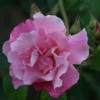 Rosa 'Madame Grégoire Staechelin'