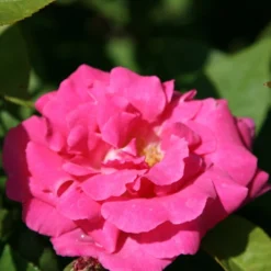 Rosa 'Zéphirine Drouhin'