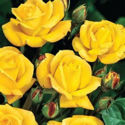 Rosa 'Arthur Bell' -Cheap Plants Store pl0000001199 card3 lg