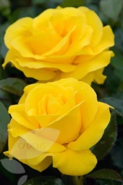 Rosa Golden Wedding ('Arokris') (PBR) -Cheap Plants Store pl0000001207 card3 lg