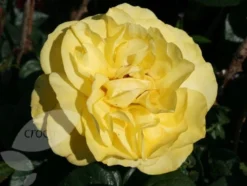 Rosa Golden Wedding ('Arokris') (PBR) -Cheap Plants Store pl0000001207 card4 lg
