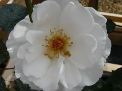 Rosa Margaret Merril ('Harkuly') -Cheap Plants Store pl0000001213 card3 lg