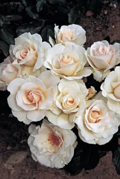 Rosa Margaret Merril ('Harkuly') -Cheap Plants Store pl0000001213 card4 lg