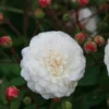 Rosa 'White Pet'