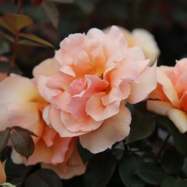 Rosa 'Just Joey' 2 Rosa 'Just Joey' - Image 2