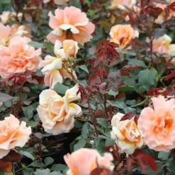 Rosa 'Just Joey' 5 Rosa 'Just Joey' -Cheap Plants Store pl0000001234 card3 lg
