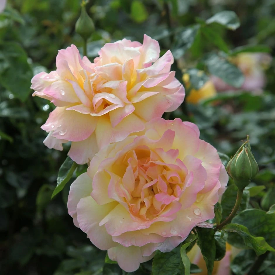 Rosa Peace ('Madame A. Meilland') 1 Rosa Peace ('Madame A. Meilland')