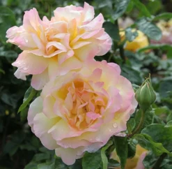Rosa Peace ('Madame A. Meilland') 5 Rosa Peace ('Madame A. Meilland') -Cheap Plants Store pl0000001240 card3 lg
