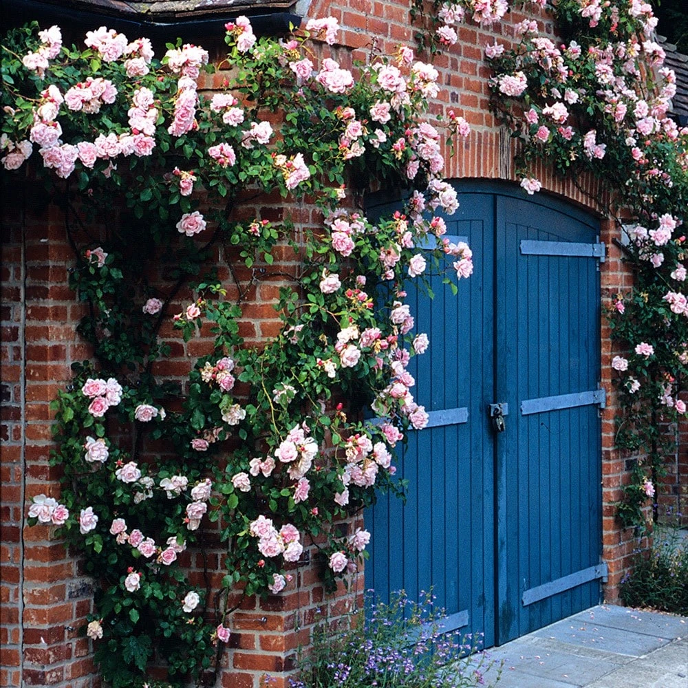 Rosa 'Albertine' 2 Rosa 'Albertine' - Image 2