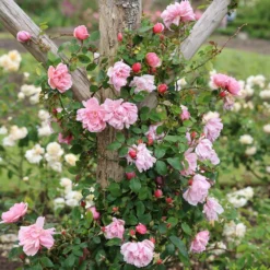 Rosa 'Albertine' 6 Rosa 'Albertine' -Cheap Plants Store pl0000001273 card3 lg