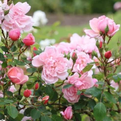 Rosa 'Albertine' 7 Rosa 'Albertine' -Cheap Plants Store pl0000001273 card4 lg