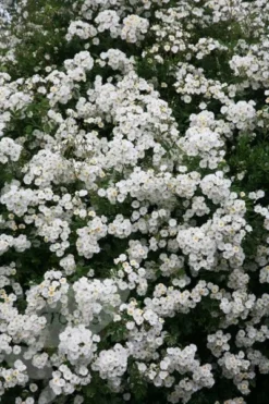 Rosa 'Rambling Rector' 7 Rosa 'Rambling Rector' -Cheap Plants Store pl0000001282 card4 lg