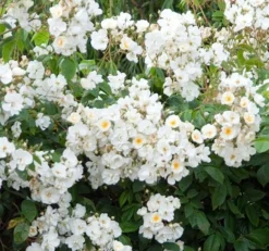 Rosa 'Wedding Day' -Cheap Plants Store pl0000001284 card3 lg