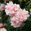 Rosa 'François Juranville'