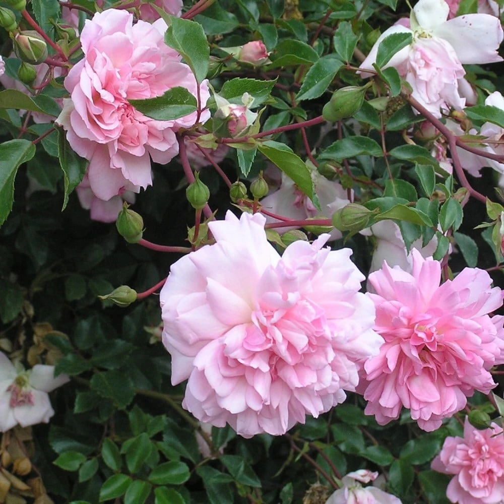 Rosa 'François Juranville' 2 Rosa 'François Juranville' - Image 2