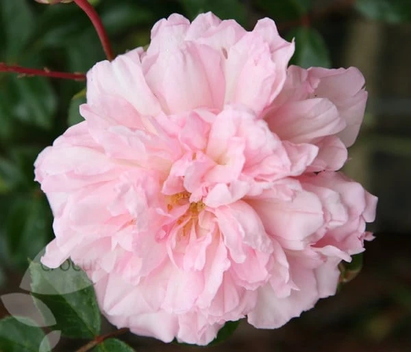 Rosa 'François Juranville' 3 Rosa 'François Juranville' - Image 3